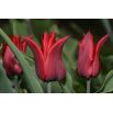 Tulipan Lasting Love - opak. 5 szt.