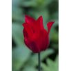 Tulipan Lasting Love - opak. 5 szt.