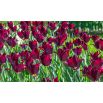 Tulipan Lasting Love - opak. 5 szt.