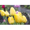 Tulipan Lemon Giant - opak. 5 szt.