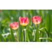 Tulipan Match - opak. 5 szt.
