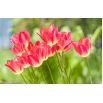 Tulipan Match - opak. 5 szt.