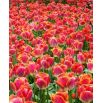 Tulipan Miami Sunset - opak. 5 szt.