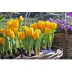 Tulipan Mini Star - opak. 5 szt.