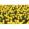 Tulipan Mini Star - opak. 5 szt.