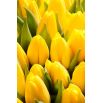 Tulipan Mini Star - opak. 5 szt.