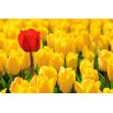 Tulipan Mini Star - opak. 5 szt.