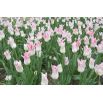 Tulipan Miss Elegance - opak. 5 szt.