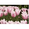 Tulipan Miss Elegance - opak. 5 szt.