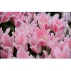 Tulipan Miss Elegance - opak. 5 szt.