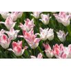 Tulipan Miss Elegance - opak. 5 szt.