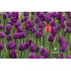 Tulipan Negrita - opak. 5 szt.