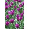 Tulipan Negrita - opak. 5 szt.