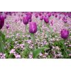 Tulipan Negrita - opak. 5 szt.