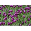 Tulipan Negrita - opak. 5 szt.