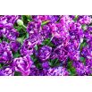 Tulipan Negrita Double - opak. 5 szt.