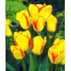 Tulipan Outbreak - opak. 5 szt.