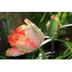 Tulipan Parrot King - opak. 5 szt.