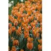 Tulipan Parrot King - opak. 5 szt.