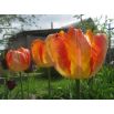 Tulipan Parrot King - opak. 5 szt.