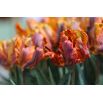 Tulipan Prinses Irene Parrot - opak. 5 szt.