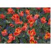 Tulipan Prinses Irene Parrot - opak. 5 szt.