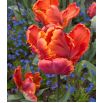 Tulipan Prinses Irene Parrot - opak. 5 szt.