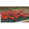 Tulipan Prinses Irene Parrot - opak. 5 szt.
