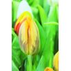 Tulipan Ravana - opak. 5 szt.