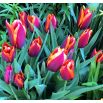 Tulipan Slawa - opak. 5 szt.
