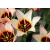 Tulipan Turkish Delight - opak. 5 szt.