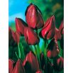 Tulipan Wallflower - opak. 5 szt.