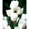 Tulipan White Bouquet - opak. 5 szt.