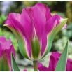 Tulipan Violet Bird - opak. 5 szt.