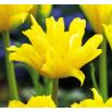 Tulipan Yellow Spider - opak. 5 szt.