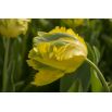 Tulipan Golden Glasnost - opak. 5 szt.