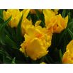 Tulipan Golden Glasnost - opak. 5 szt.