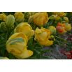 Tulipan Golden Glasnost - opak. 5 szt.