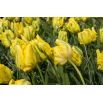 Tulipan Golden Glasnost - opak. 5 szt.