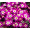 Zawilec grecki - Pink Star - 8 szt.