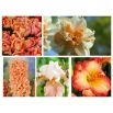 Zestaw kwiatów w kolorze łososiowym - 5 gatunków