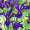 Irys holenderski - Purple Sensation - 10 szt.