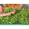Microgreens - Bazylia właściwa zielona - młode listki o unikalnym smaku