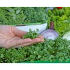 Microgreens - Jarmuż zielony - młode listki o unikalnym smaku