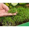 Microgreens - Koper ogrodowy - młode listki o unikalnym smaku