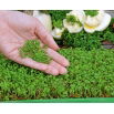 Microgreens - Rzeżucha - młode listki o unikalnym smaku