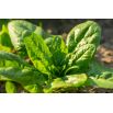 BIO Szpinak Winterreuzen - Certyfikowane nasiona ekologiczne