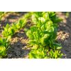 BIO Szpinak Winterreuzen - Certyfikowane nasiona ekologiczne
