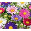 Aster - Madeleine - mieszanka o kwiatach pojedynczych