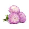 Aster peoniowy - biało-różowy